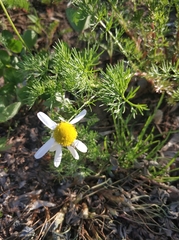 Tripleurospermum inodorum