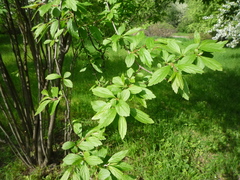 Spiraea veitchii