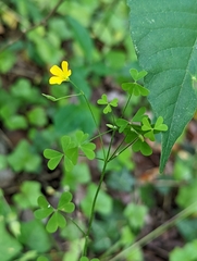 Oxalis florida