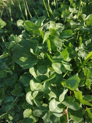 Trifolium pratense