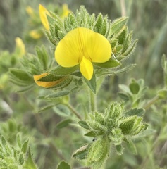 Ononis pubescens