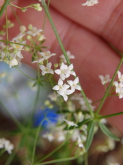 Galium debile