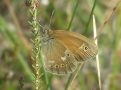 Coenonympha tullia