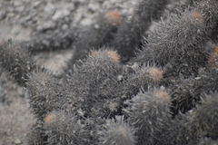 Loxanthocereus acanthurus