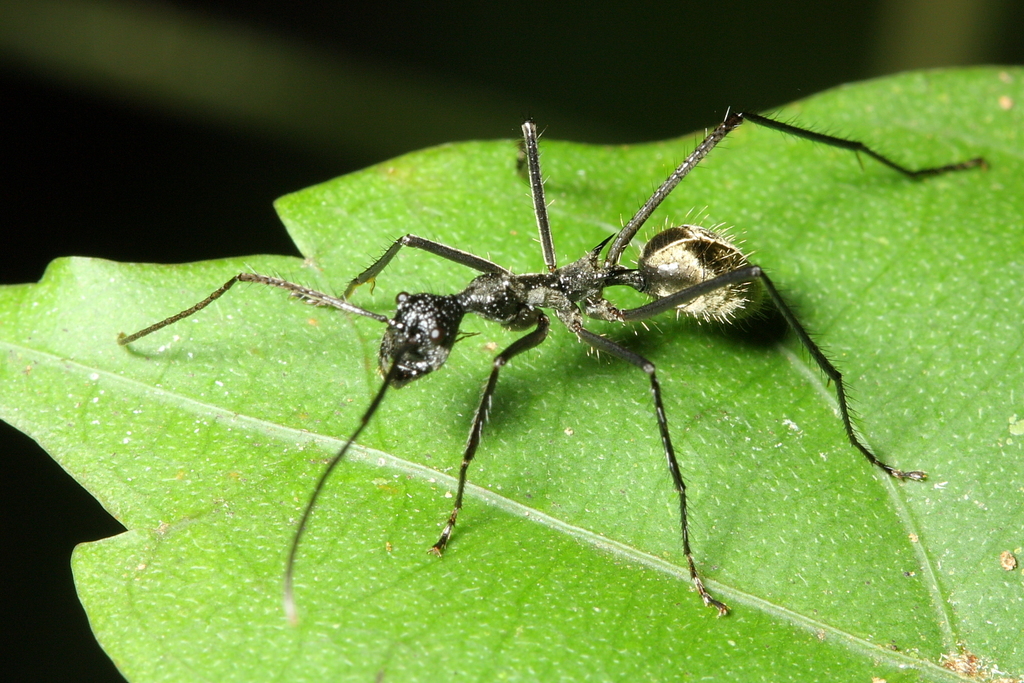Dolichoderus rugosus