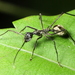 Dolichoderus rugosus - Photo (c) Stephen Luk, some rights reserved (CC BY-NC), uploaded by Stephen Luk