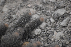 Loxanthocereus acanthurus