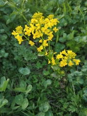 Barbarea vulgaris