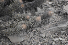 Loxanthocereus acanthurus