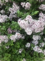Syringa meyeri