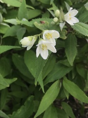 Deutzia pulchra