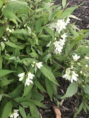 Deutzia pulchra