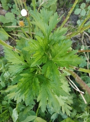Artemisia vulgaris