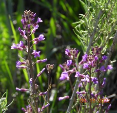 Boechera sparsiflora