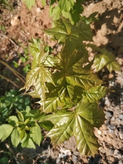 Acer platanoides