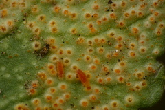 Puccinia eatoniae