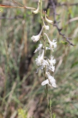 Delphinium carolinianum virescens