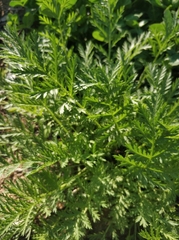 Tanacetum vulgare