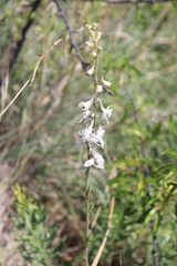 Delphinium carolinianum virescens