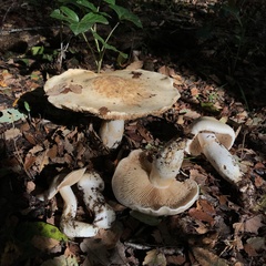Cortinarius effundens