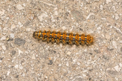 Euplagia quadripunctaria