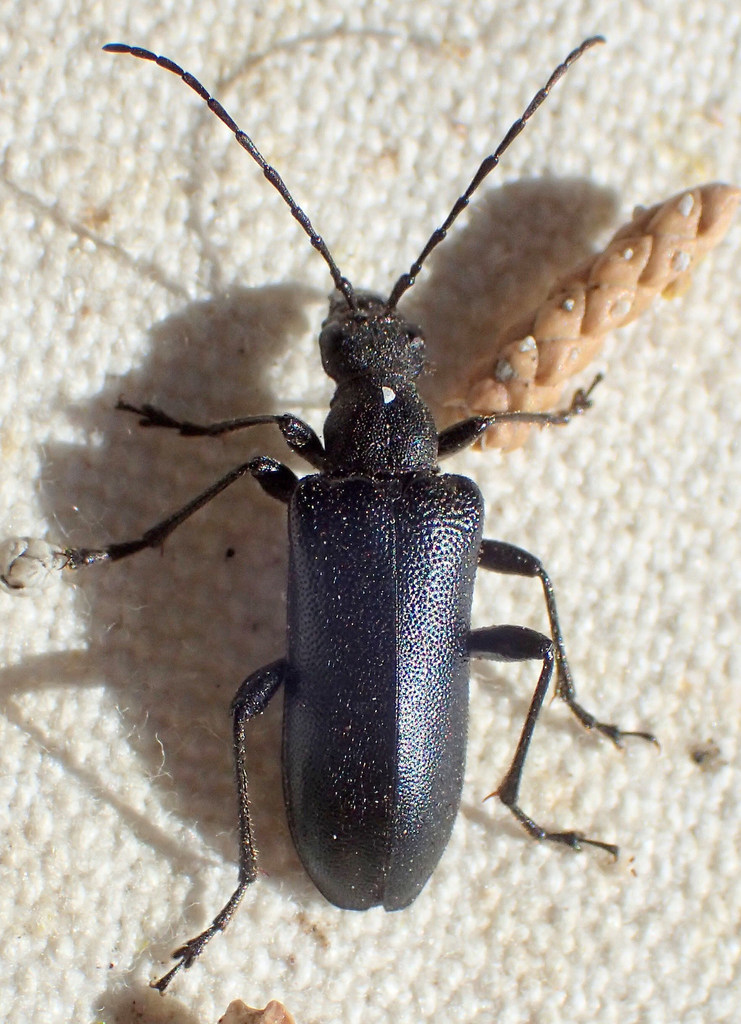 Brachysomida atra