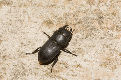 Dorcus parallelipipedus