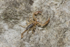 Euscorpius aquilejensis