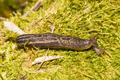 Limax maximus