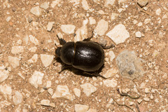 Pentodon bidens punctatus