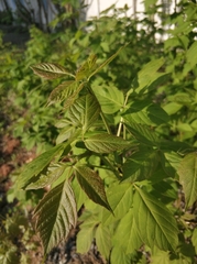 Acer negundo
