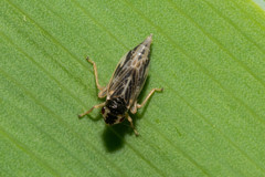 Evacanthus interruptus