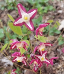Epimedium × rubrum