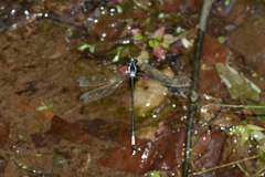 Rhipidolestes nectans