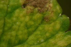 Puccinia eatoniae