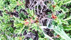 Astragalus cylleneus