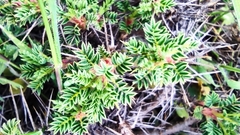 Astragalus cylleneus