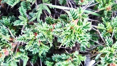 Astragalus cylleneus