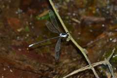 Rhipidolestes nectans