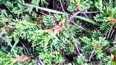 Astragalus cylleneus