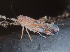 Osbornellus clarus