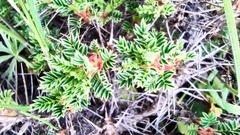 Astragalus cylleneus
