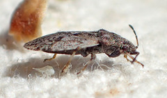 Crophius scabrosus