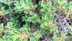 Astragalus cylleneus