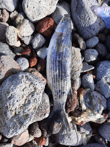 Thicklip grey mullet (Chelon labrosus) — Mugilidae — 3