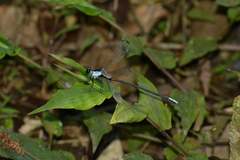 Rhipidolestes nectans