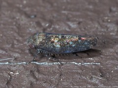 Paraphlepsius tennessus