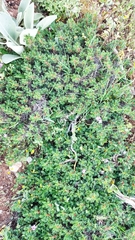 Astragalus cylleneus