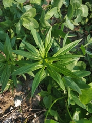 Chamaenerion angustifolium