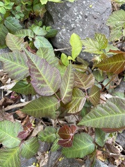 Toxicodendron radicans